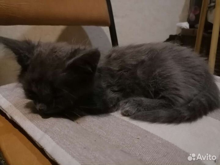 Котята в добрые руки бесплатно