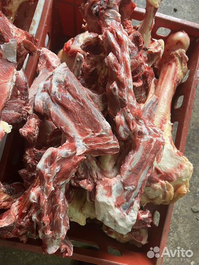 Собачьи радости и лакомства