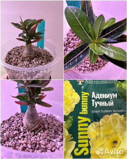 Адениум тучный саженцы