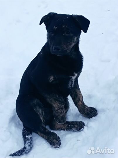 Щенок в добрые руки бесплатно