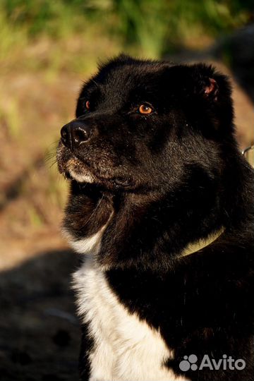 Алабай в дар