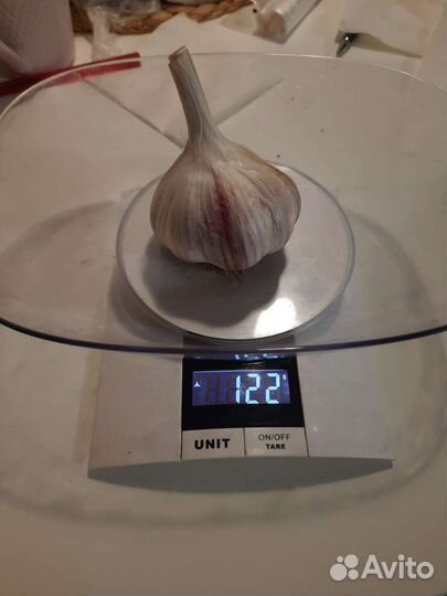 Чеснок сортовой. Луковицы рябчика императорского