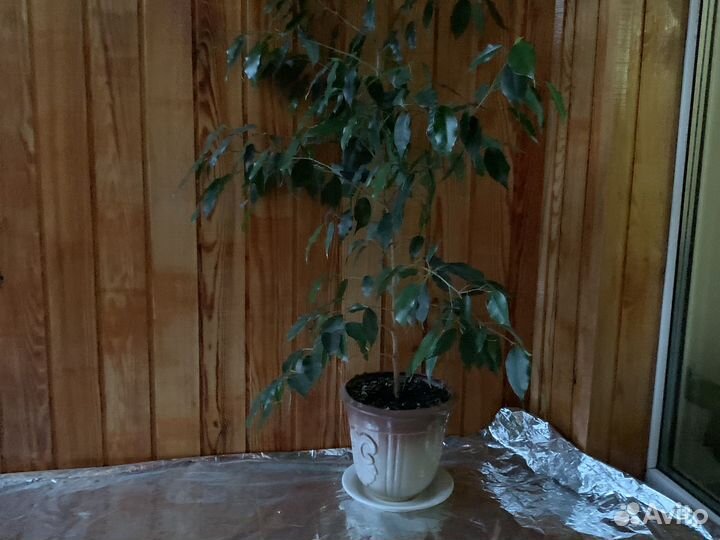 Комнатные цветы