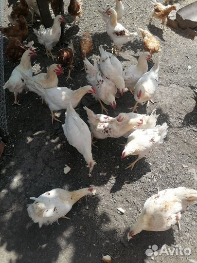 Петушки молодые