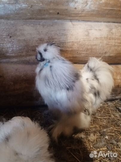 Молодые петушки китайские шёлковые