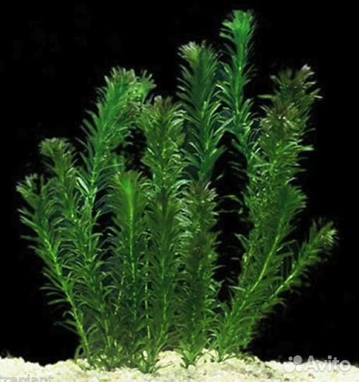 Аквариумное растение элодея в магазине