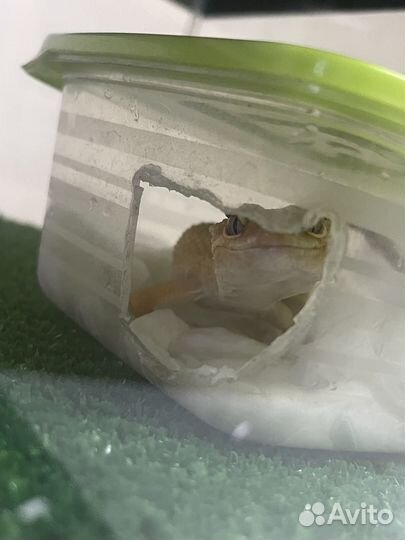 Ящерица эублефар