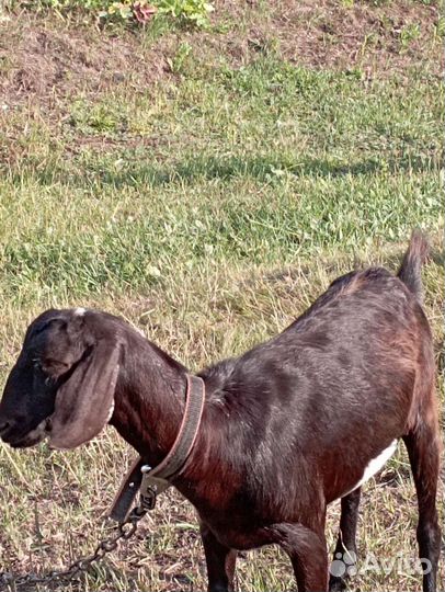 Нубийский козел, заанеесконубийская коза и козлята