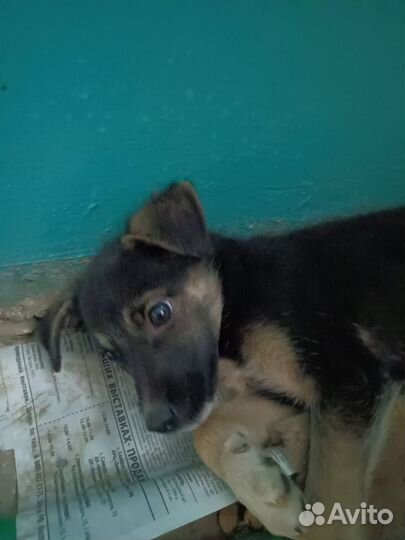 Собака, в добрые руки, щенок