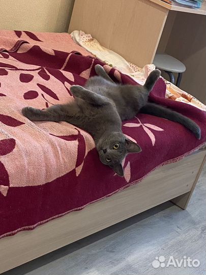 Отдам кота в добрые руки