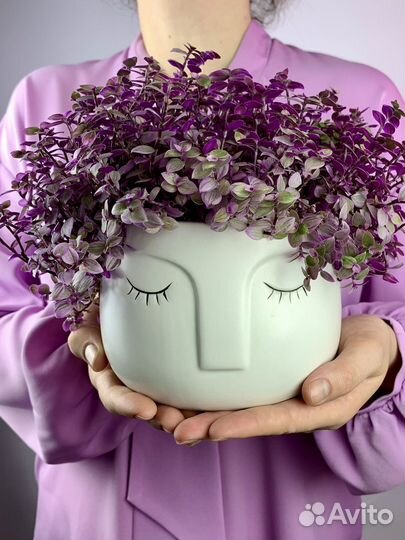 Каллизия розовая пантера, розовые цветы для дома