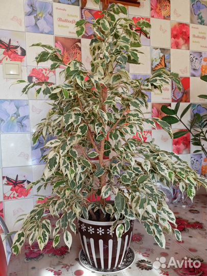 Бенджамина