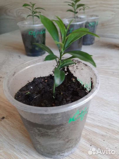 Саженцы кумкват