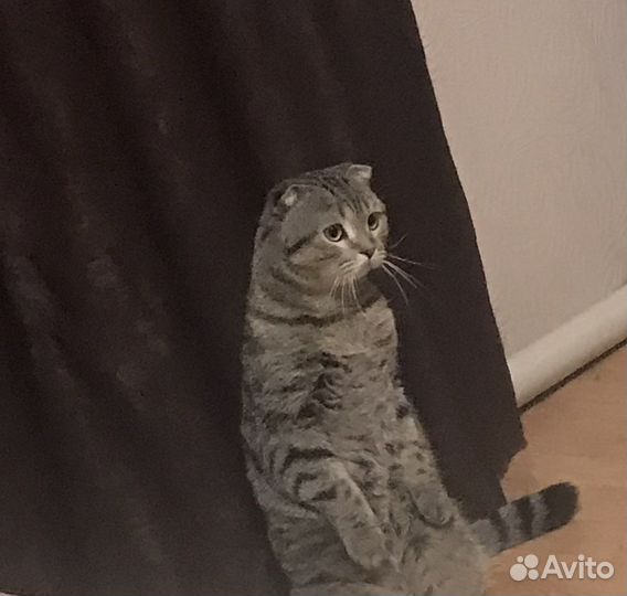 Шотландский кот вязка