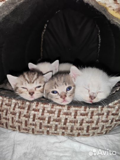 Бенгальские котята