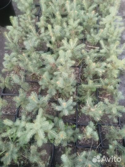 Ель голубая, можжевельники