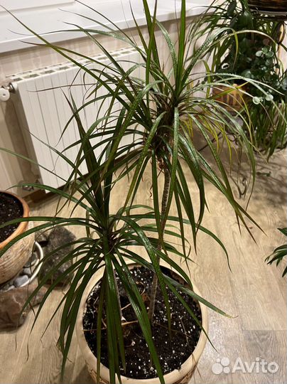 Пальма юкка