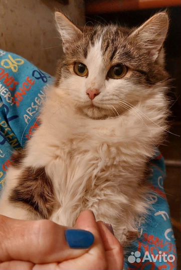 Кошка в дар