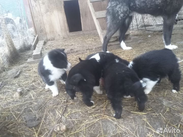 Русско европейская лайка