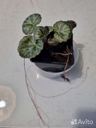 Камнеломка плетеносная