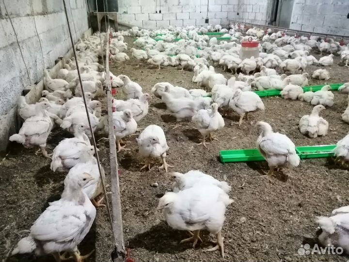 Цеплята бройлеры