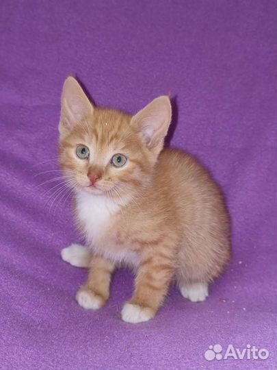Котятки рыженькие в дар, 1,5 месяца