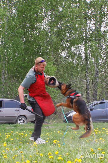 Дрессировка собак