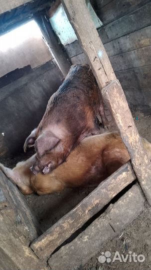 Хряк на племя