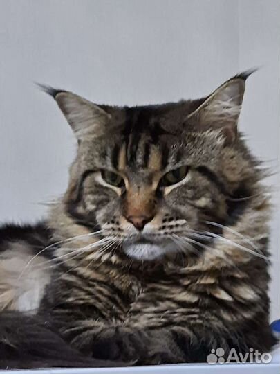 Мейн-кун вязка