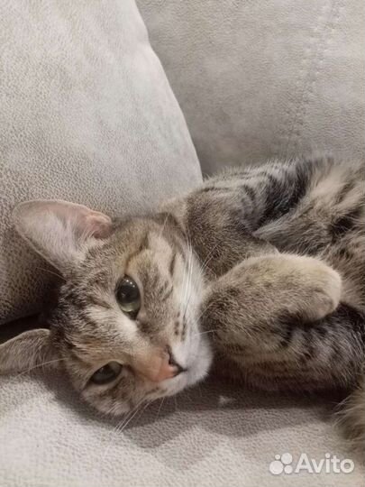 Кошки в добрые руки
