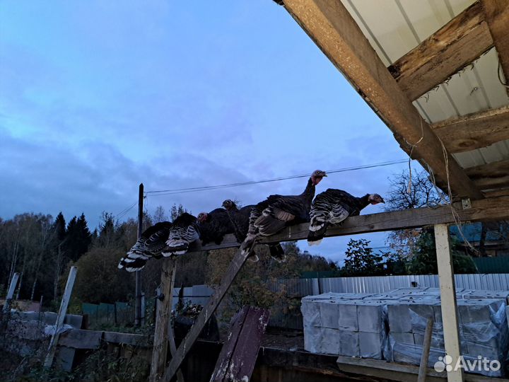 Индюк и индюшки бронза