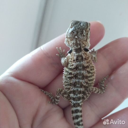 Бородатая агама