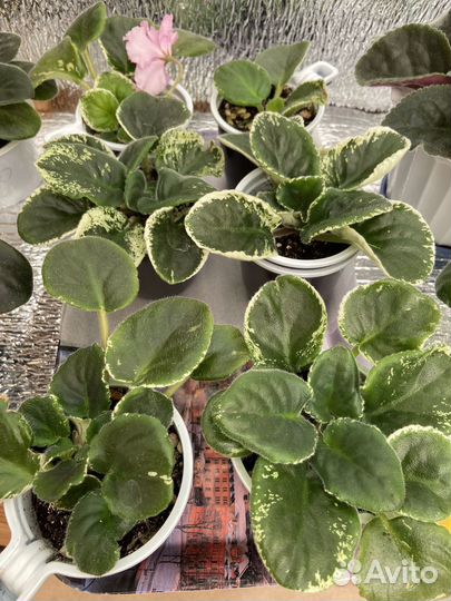 Фиалка сортовая