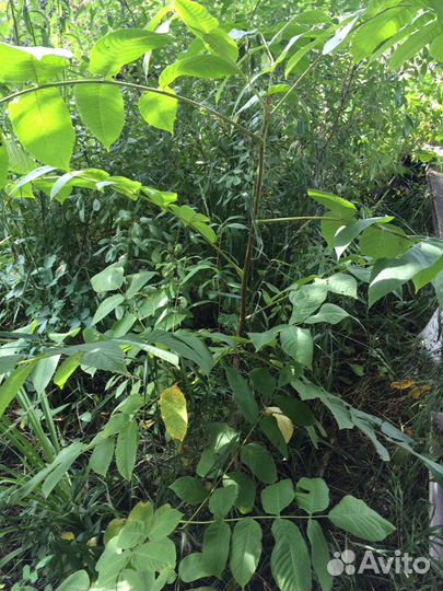 Саженцы - маньчжурский орех