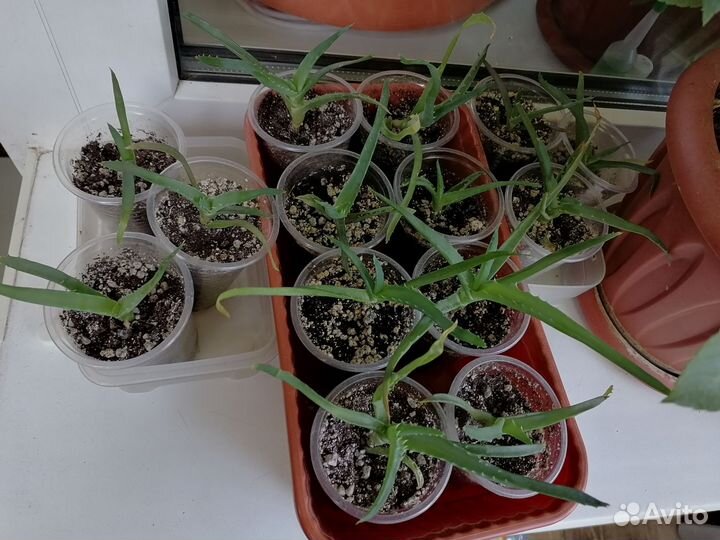 Алоэ лечебный