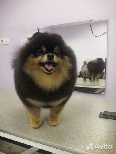 Груминг собак и кошек