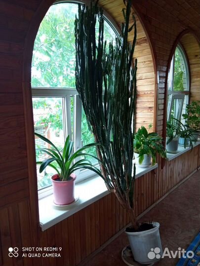 Молочай трехгранный