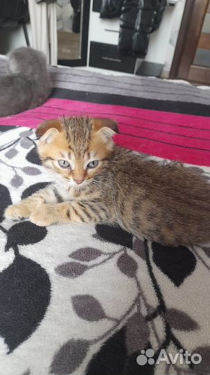 Кошка шотландская