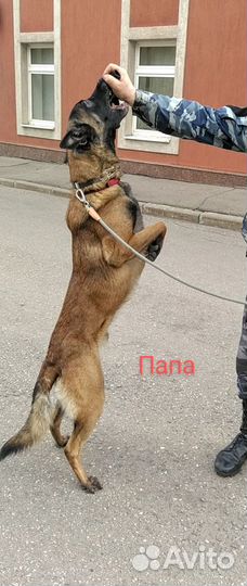 Щенки малинуа