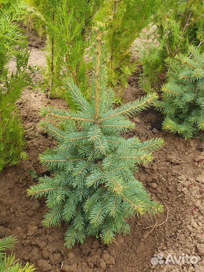 Ель голубая колючая глаука