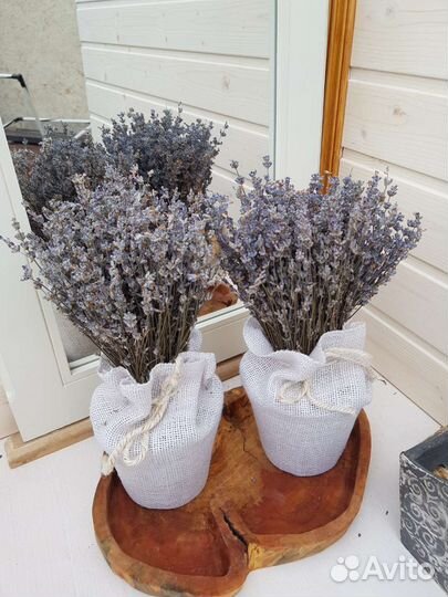 Лаванда, сухоцветы. Много
