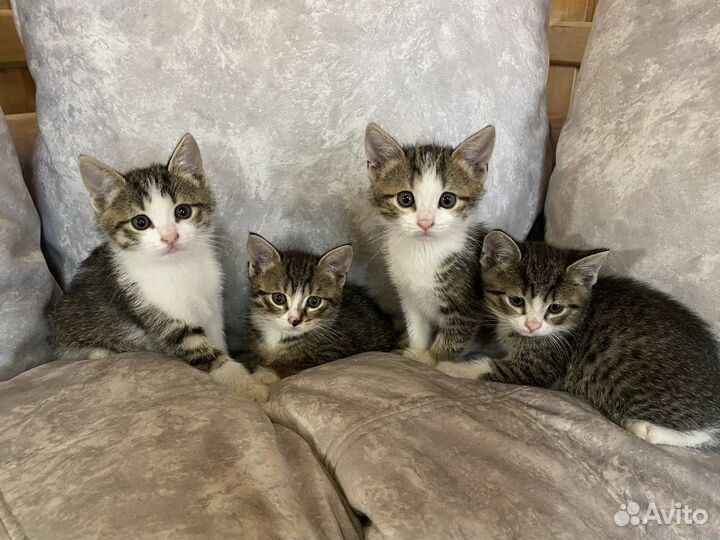 Котята в добрые руки бесплатно