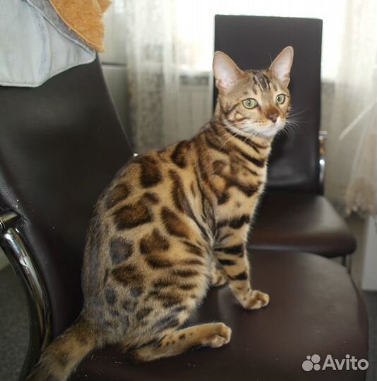 Кот на вязку