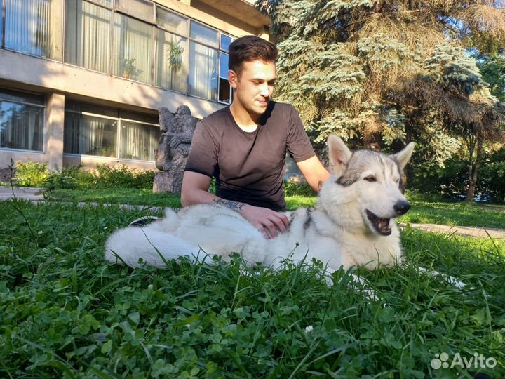 Передержка собак в частном доме