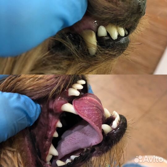 Стрижка кошек и собак. Ультразвуковая чистка зубов