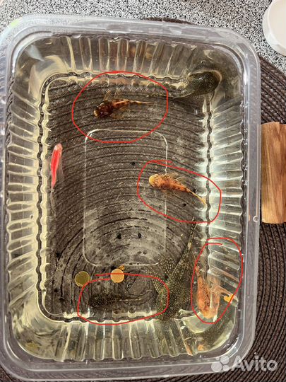 Сомики анцитрусы