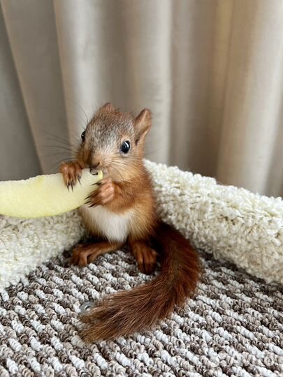 Белка вольерная