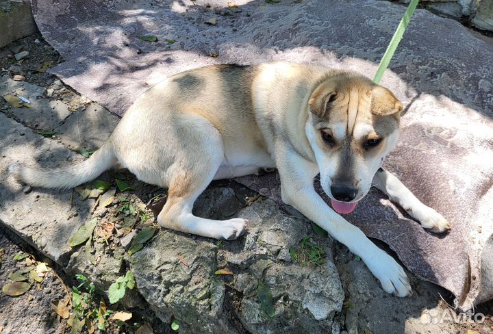 Метис шарпея ищет дом