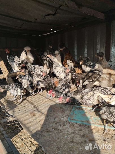 Куры петухи