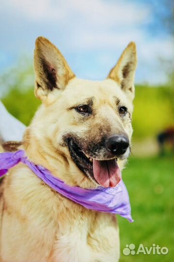 Собака из приюта